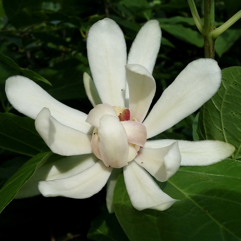 Single flower with many petals. Central part is red.