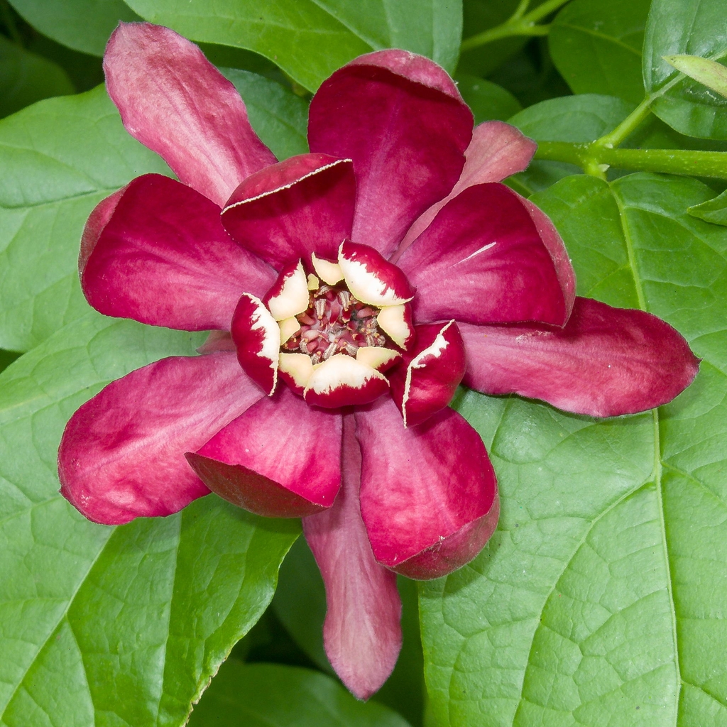 Close-up of a single, large, red flower with pale inner tepals