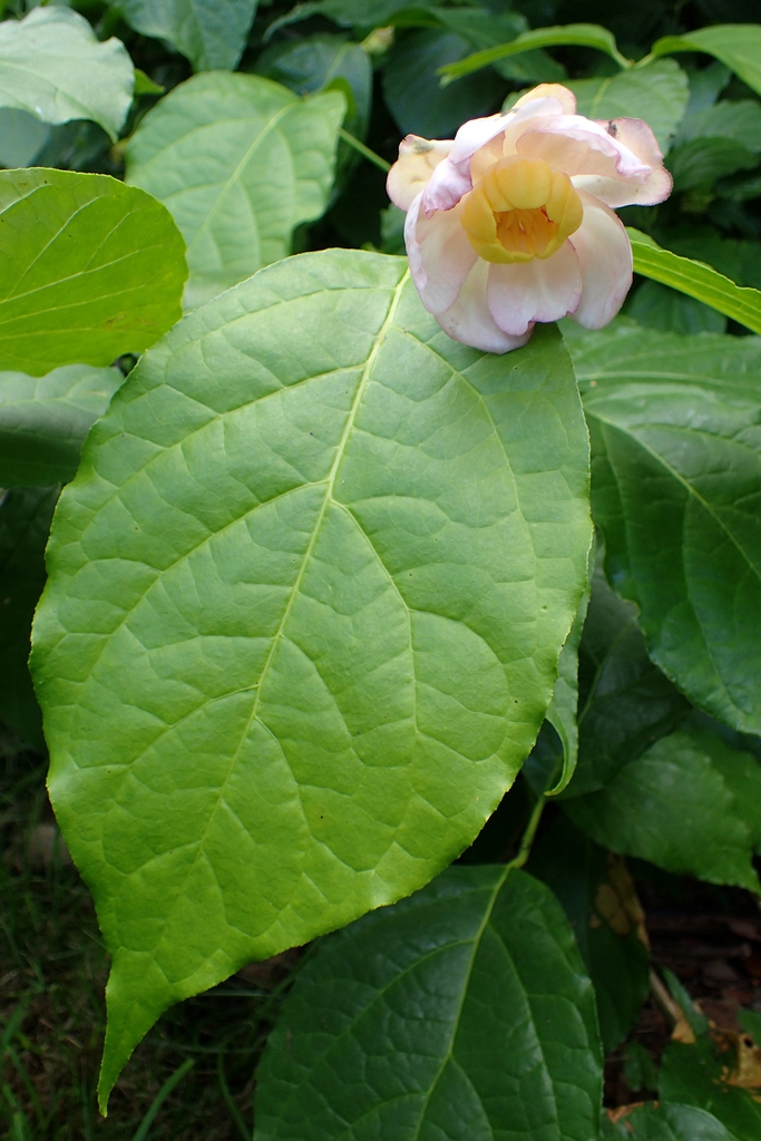 Foliage and large white flowers.