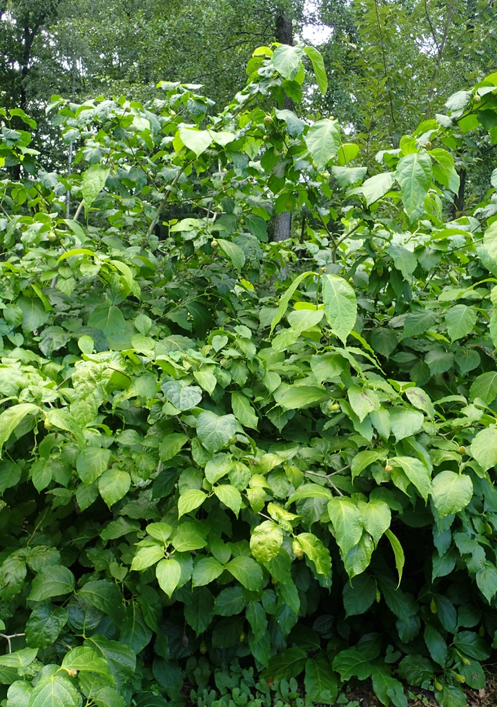 Large shrub with coarse leaves.
