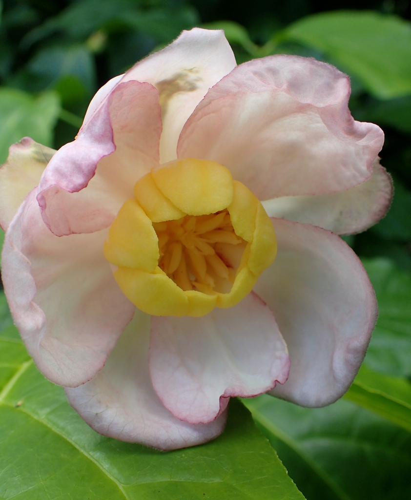 Single flower with broad outer tepals & smaller inner tepals.