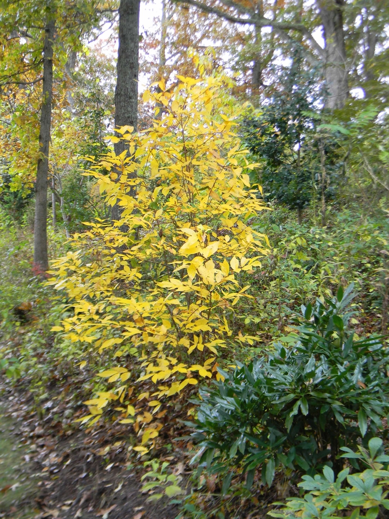 A shrub with yellow autumn foliage.