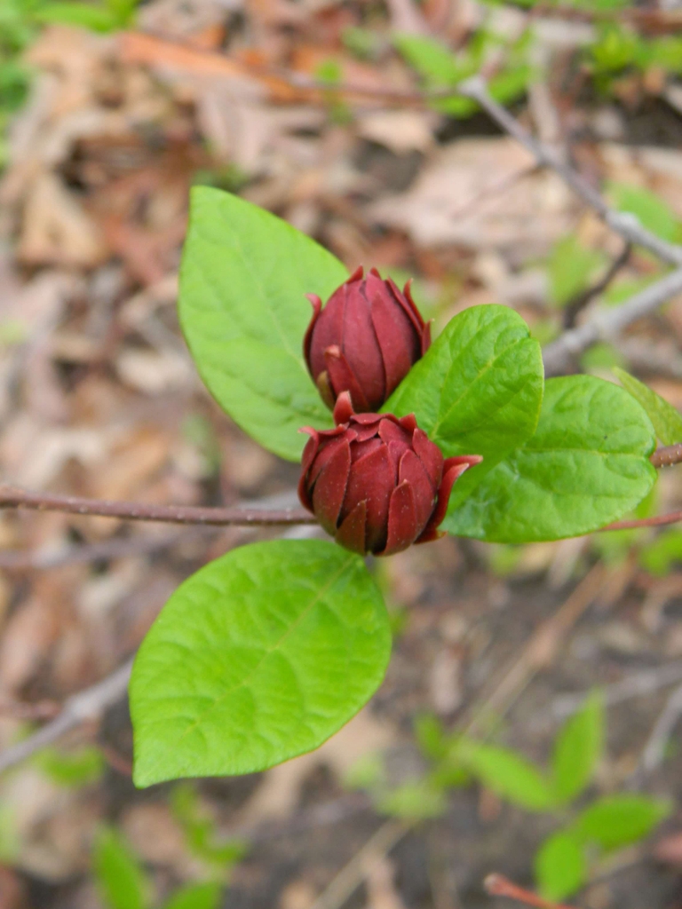 Foliage and dark red, many-petaled flowers in bud.