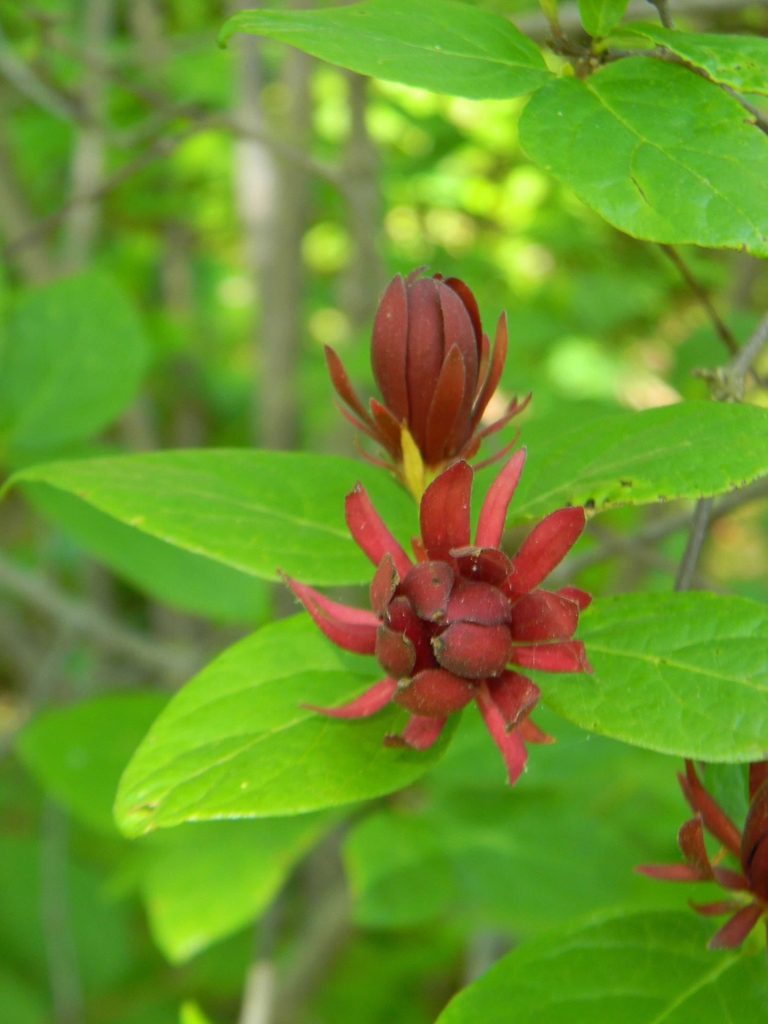 Foliage and dark red, many-petaled flowers.