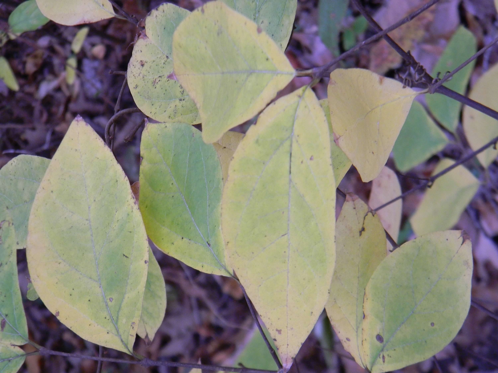 Pale yellow autumnal foliage.