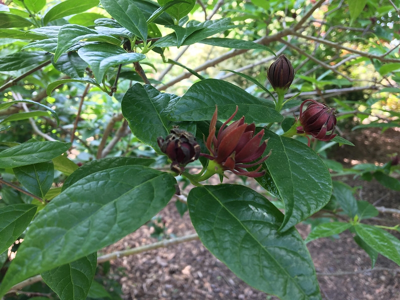 Foliage and dark red, many-petaled flowers.