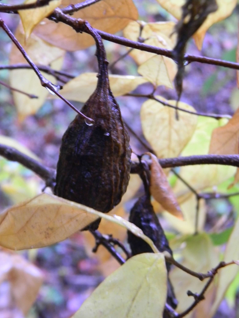 Pendulous dark brown, urn-like capsule.