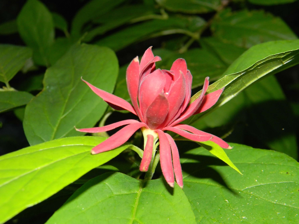 Foliage and a single, dark red, many-petaled flower.
