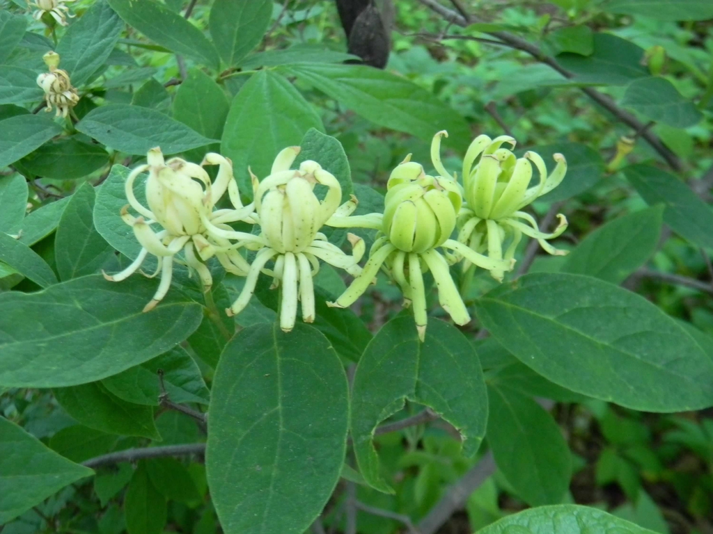 Foliage and pale green, many-petaled flowers.