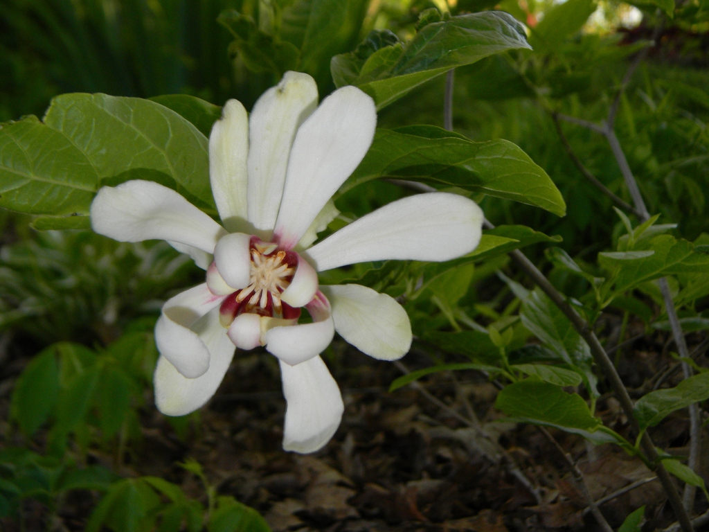 Single flower with many petals. Central part is red.