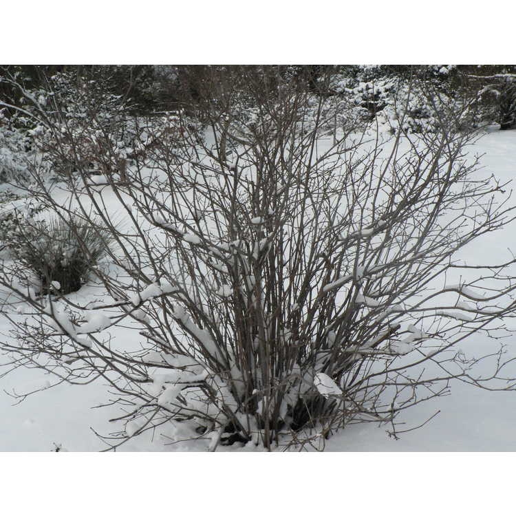 leafless shrub in snow