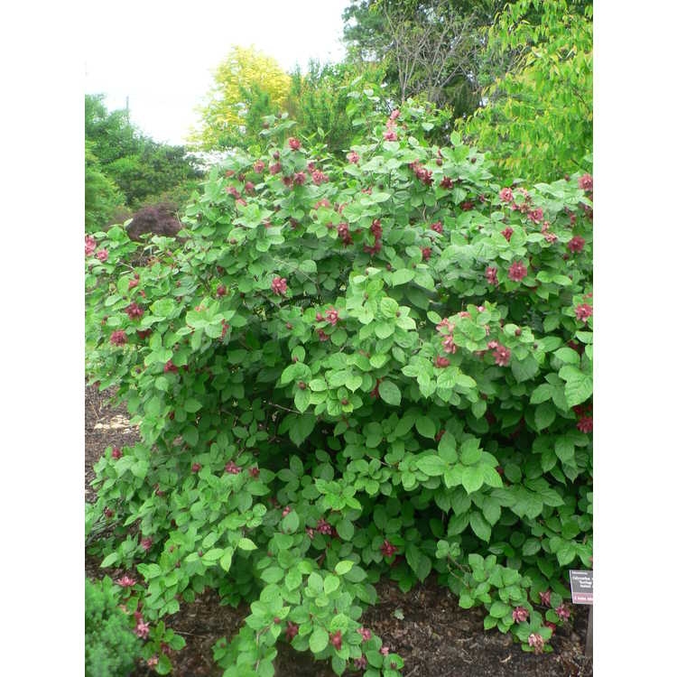 Shrub with coarse foliage & large red flowers.