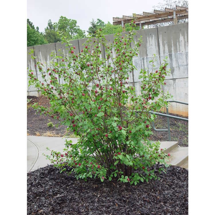 Large shrub with coarse leaves.