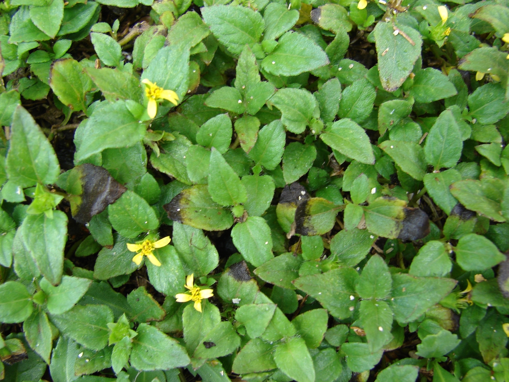 Form