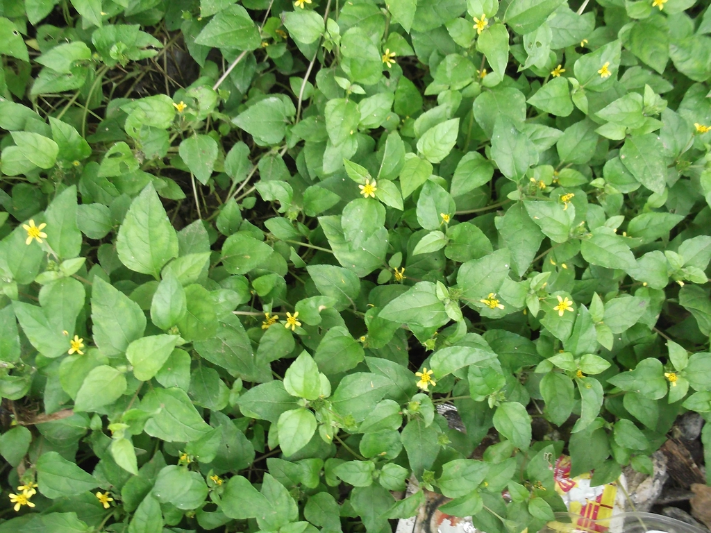 Form