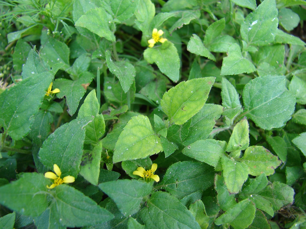 Form