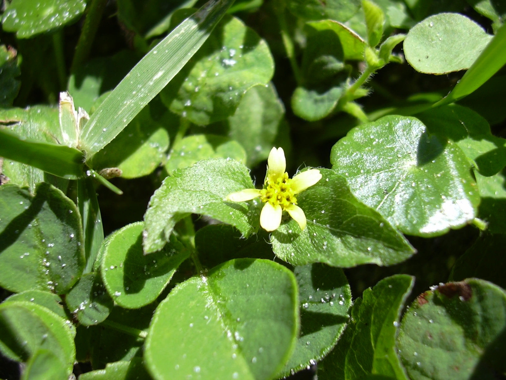 Form