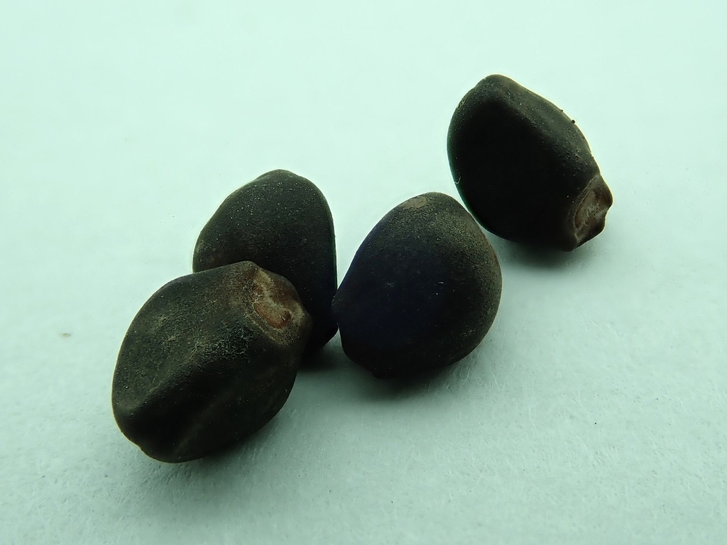 Seeds