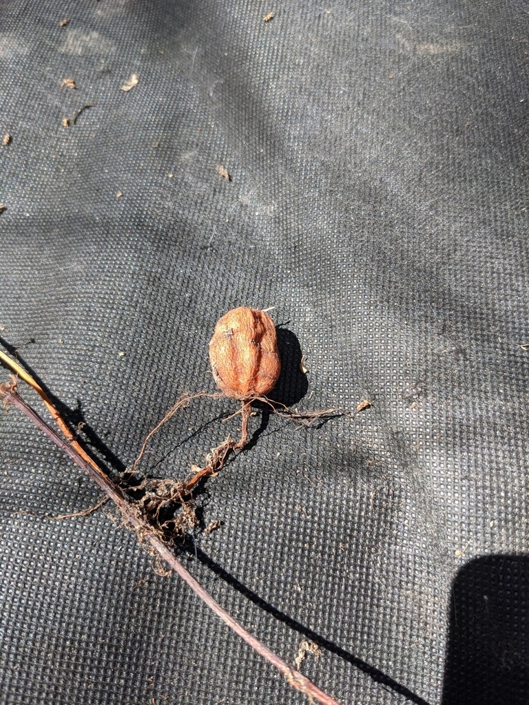 Fruit