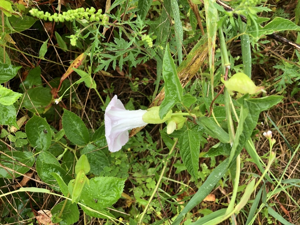Side view of flower shows overlapping bracts