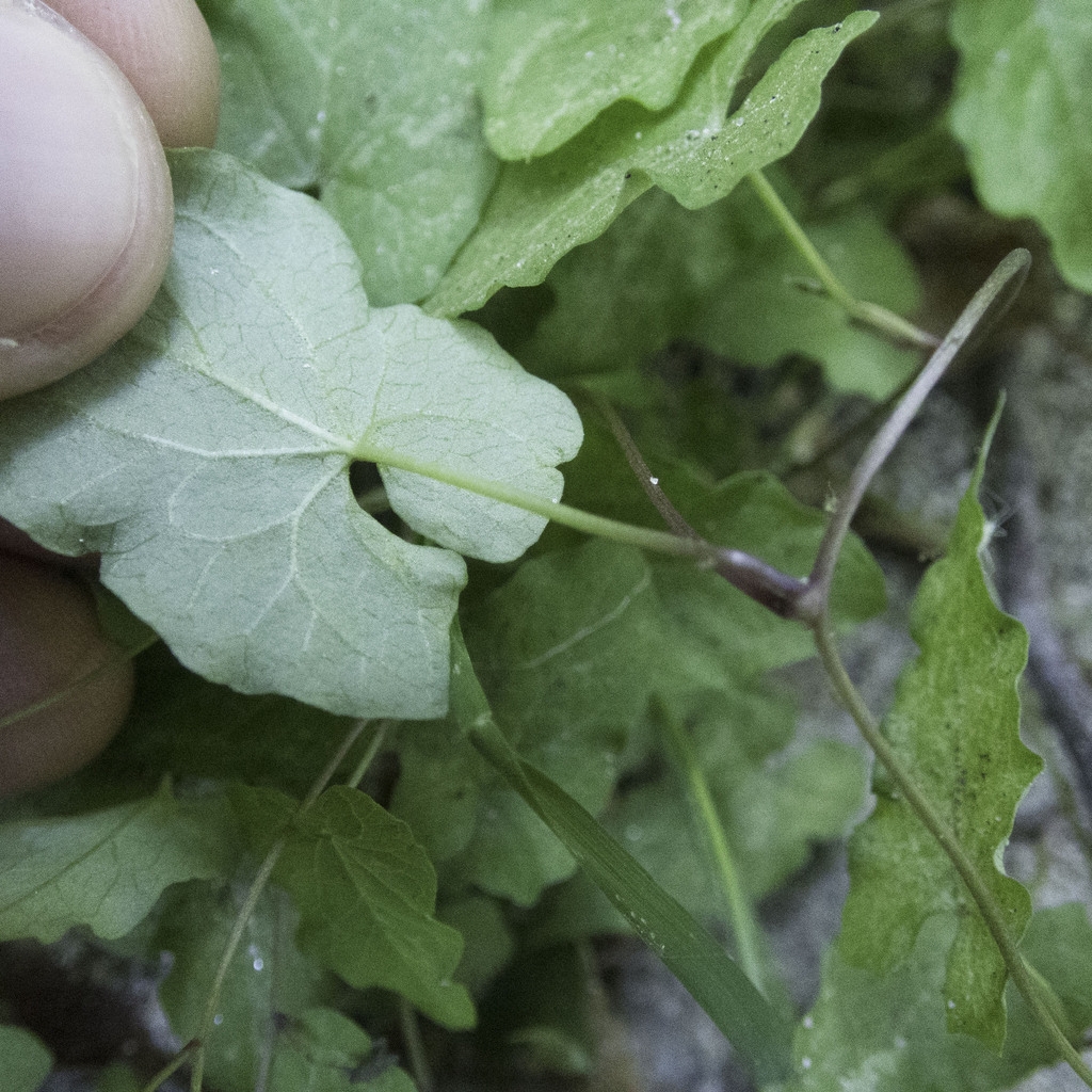 Underside of leaf