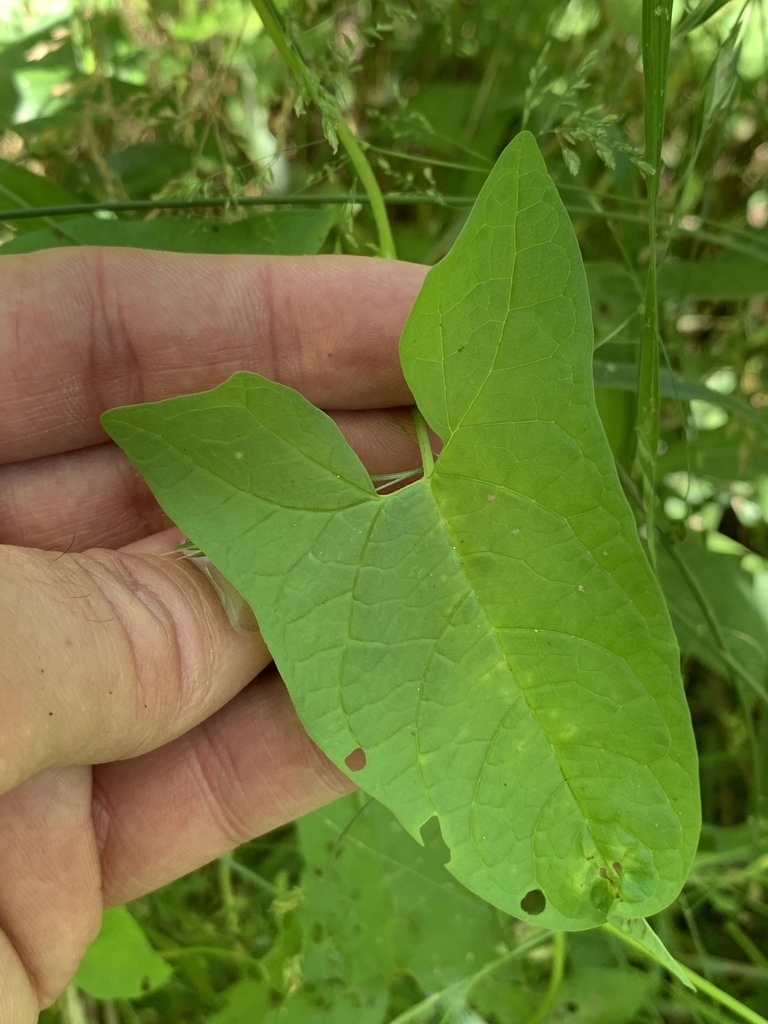 Leaf detail