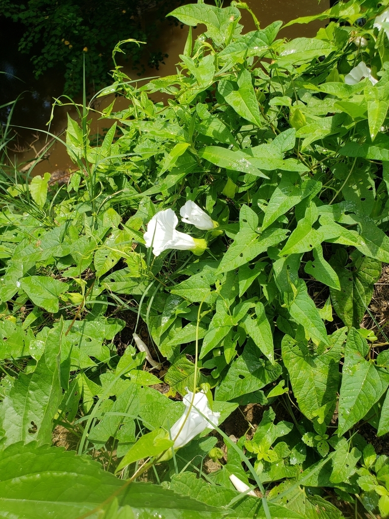 Climbing form