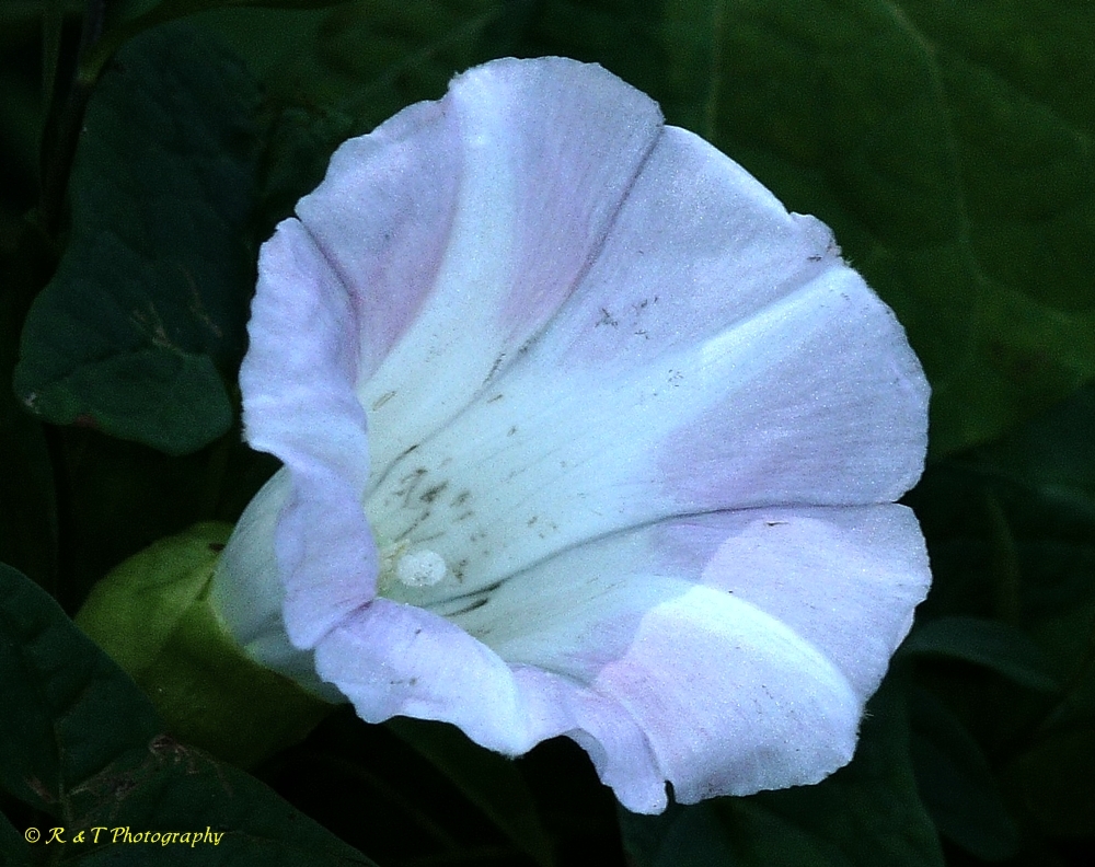 Flower detail