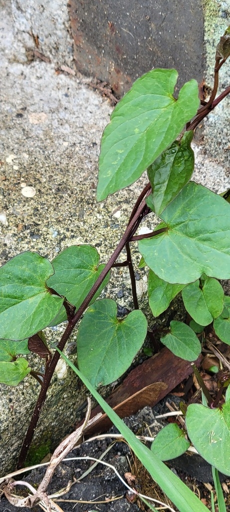 Stem and leaves