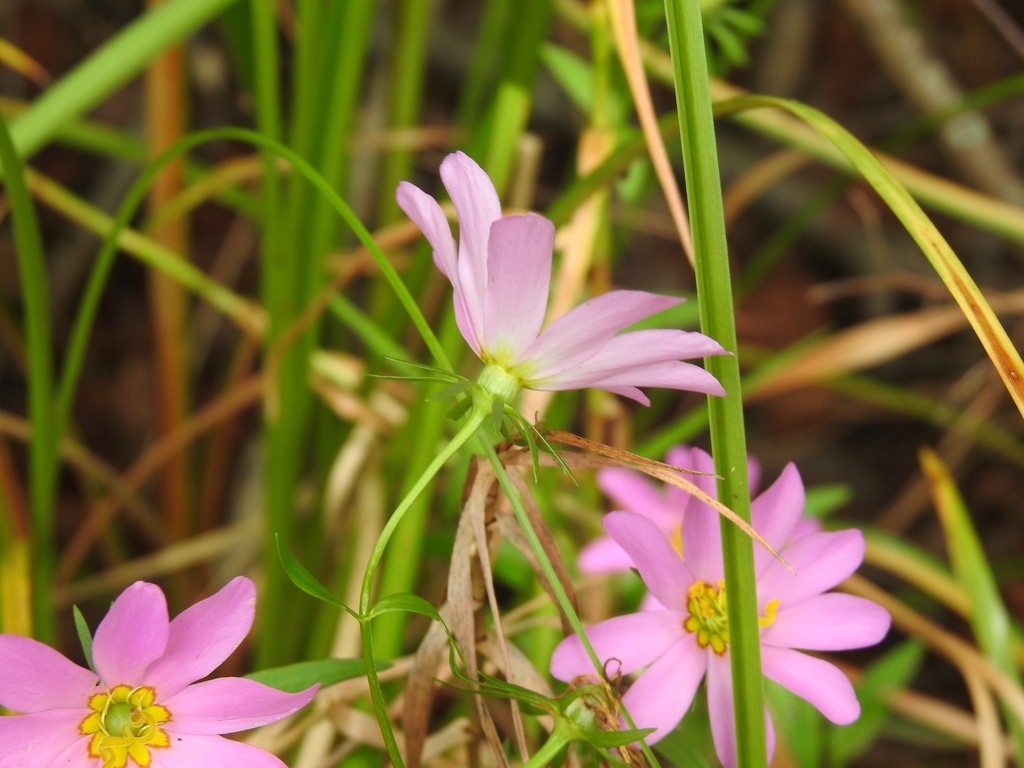 Calyx in August in Anne Arundel County, Maryland