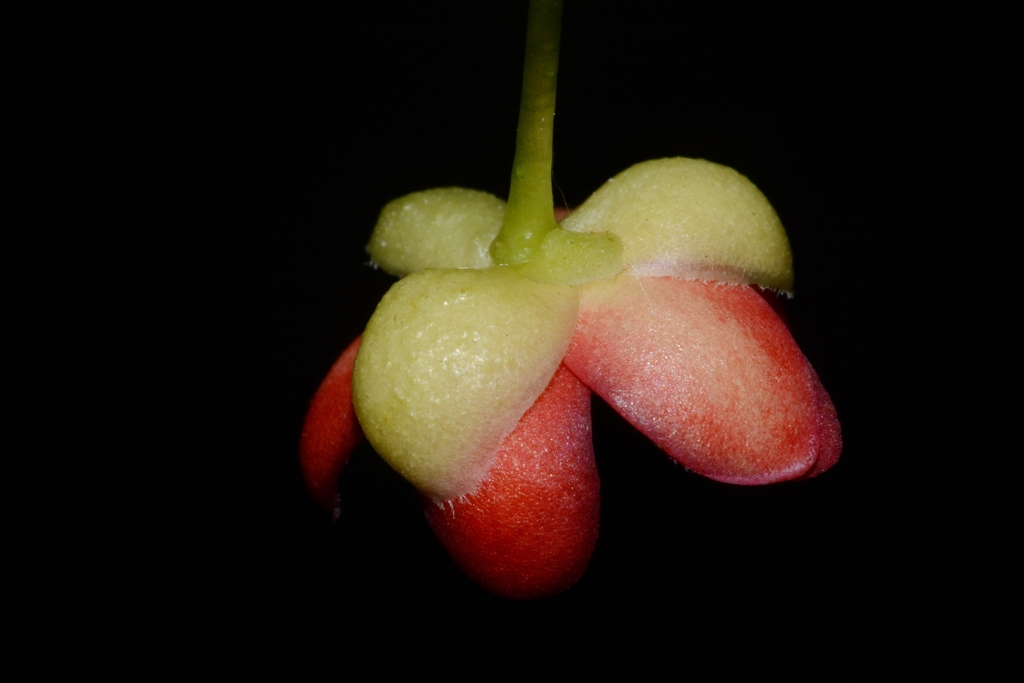 Calyx close-up in Clarke County, Alabama