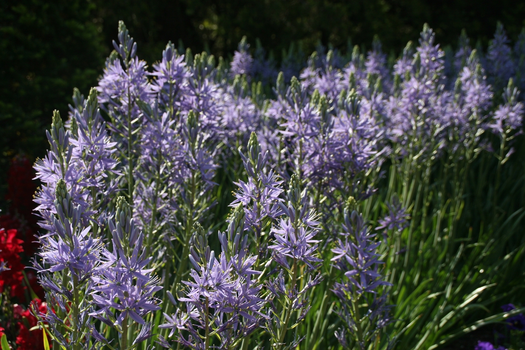 Form