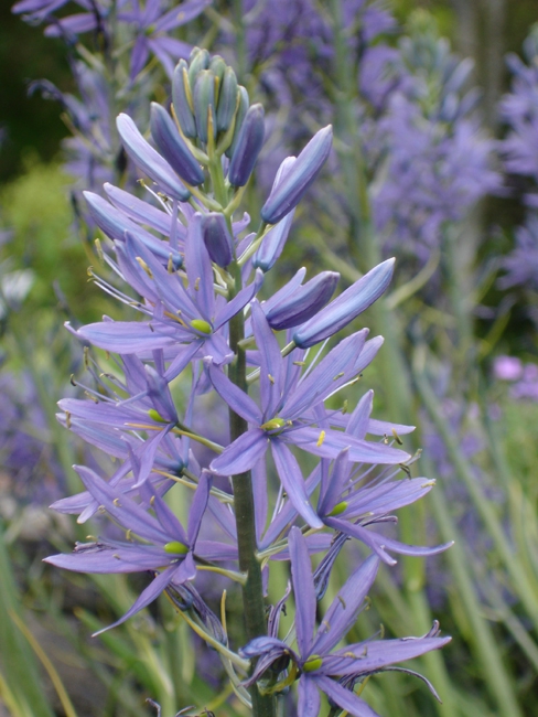 Camassia leichtlinii