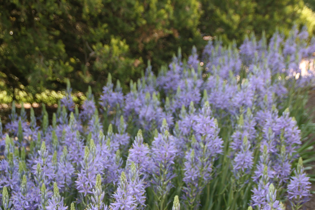 Camassia leichtlinii