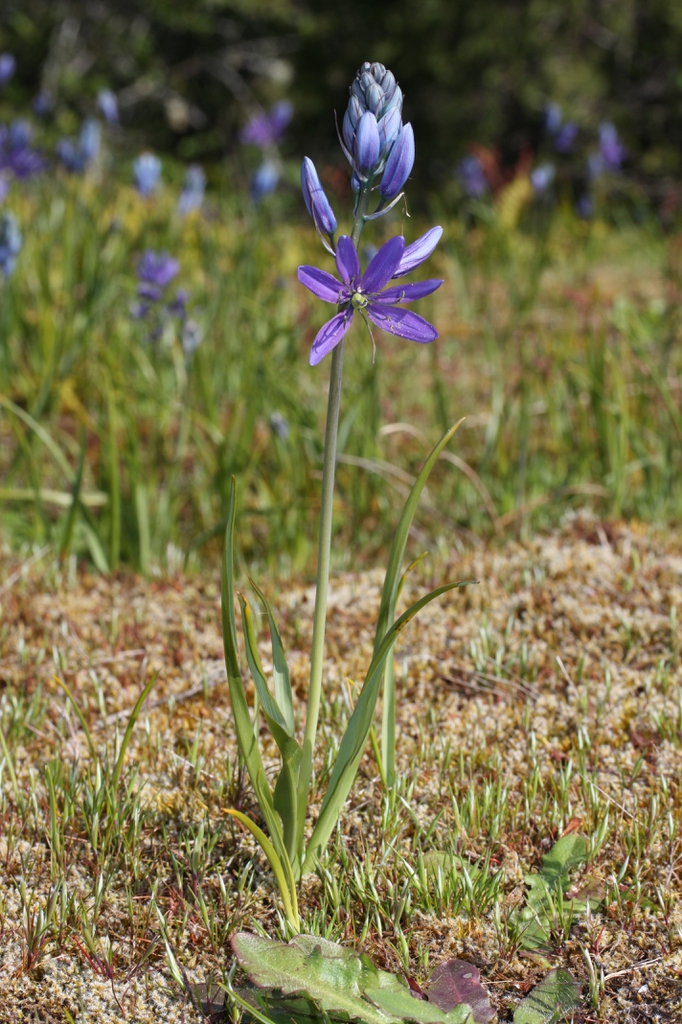 Camassia quamash