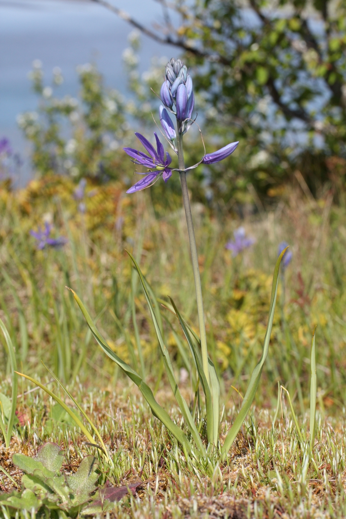 Form