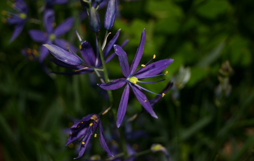 Camassia quamash