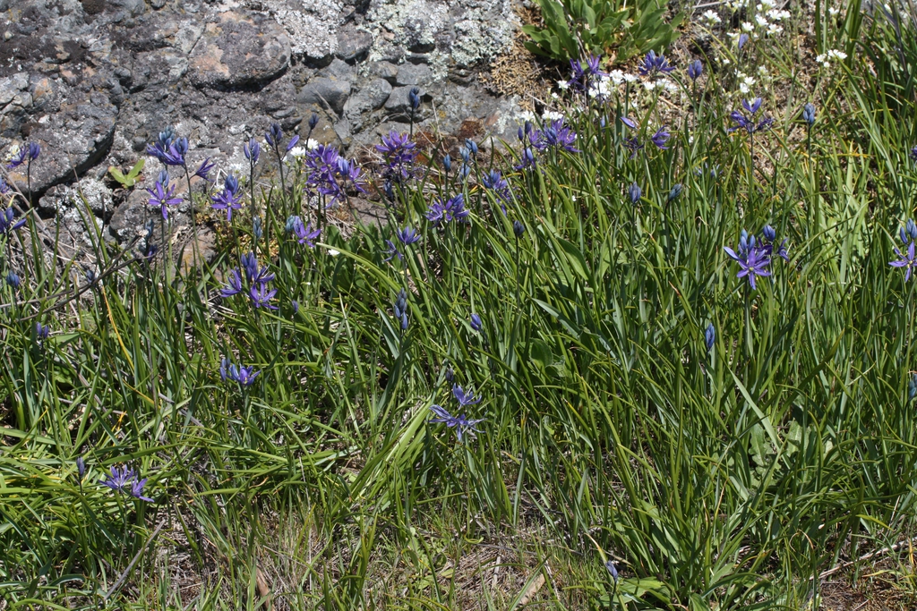 Form