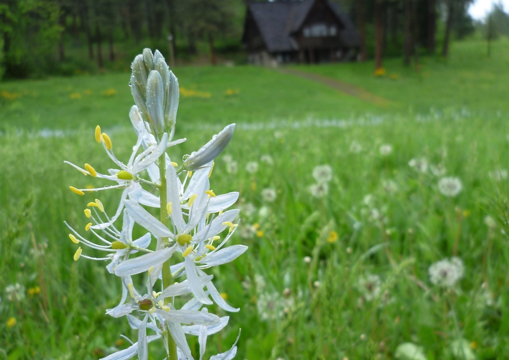 Camassia quamash ssp. quamash