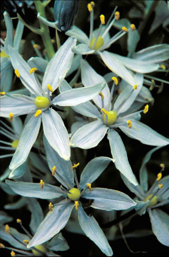 Camassia scilloides