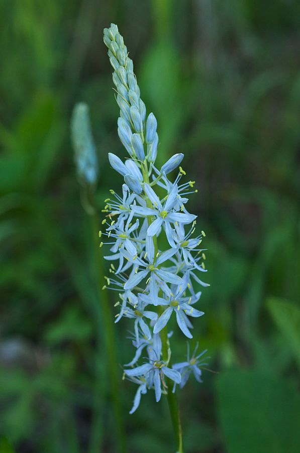 Camassia scilloides