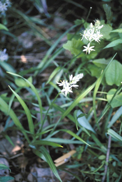 Camassia scilloides