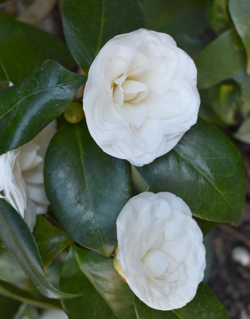 'Nuccio's Gem' Flower/Leaves - Winter - Wake Co., NC