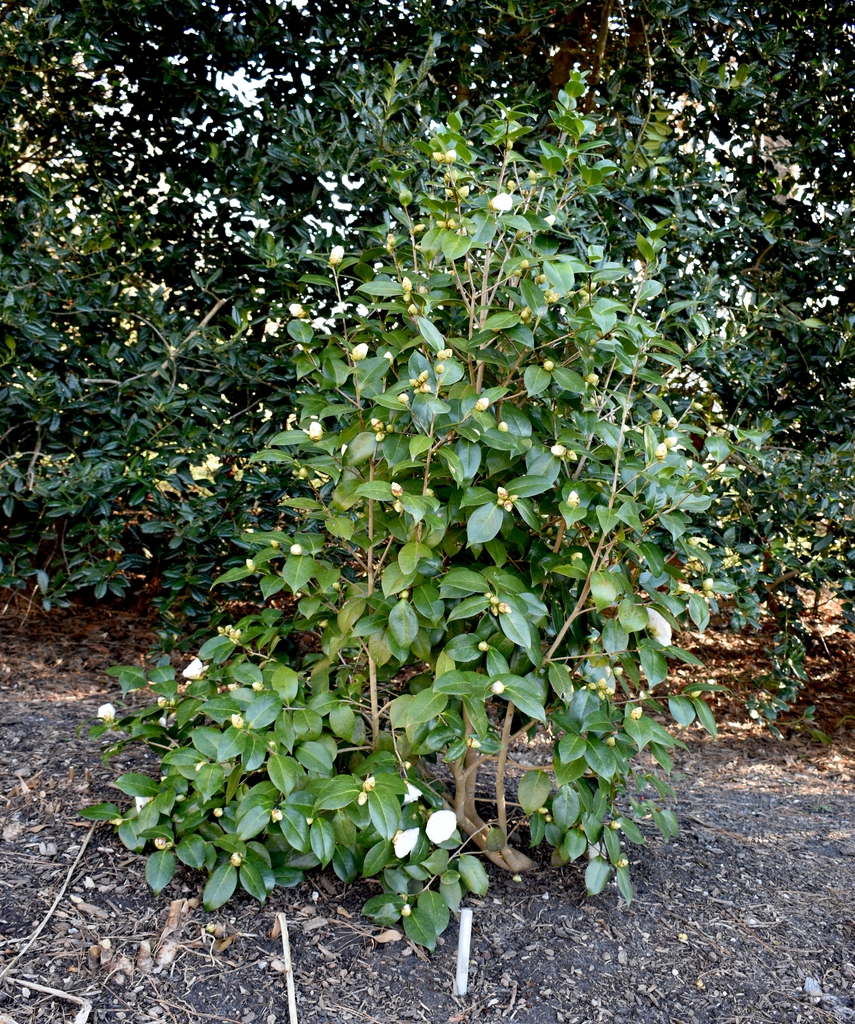 'Nuccio's Gem' Form - Winter - Wake Co., NC