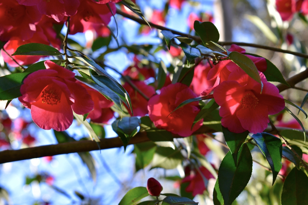 reddish pink flowers semi double blooms