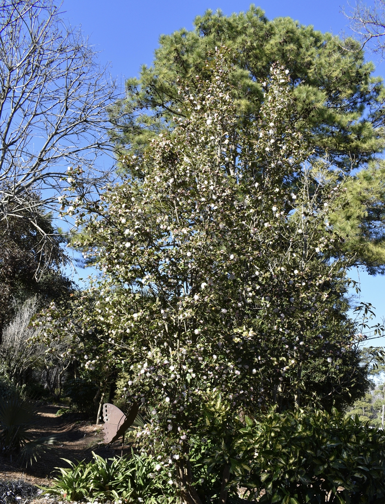 'Cinnamon Cindy' - Form - Winter - Wake Co., NC