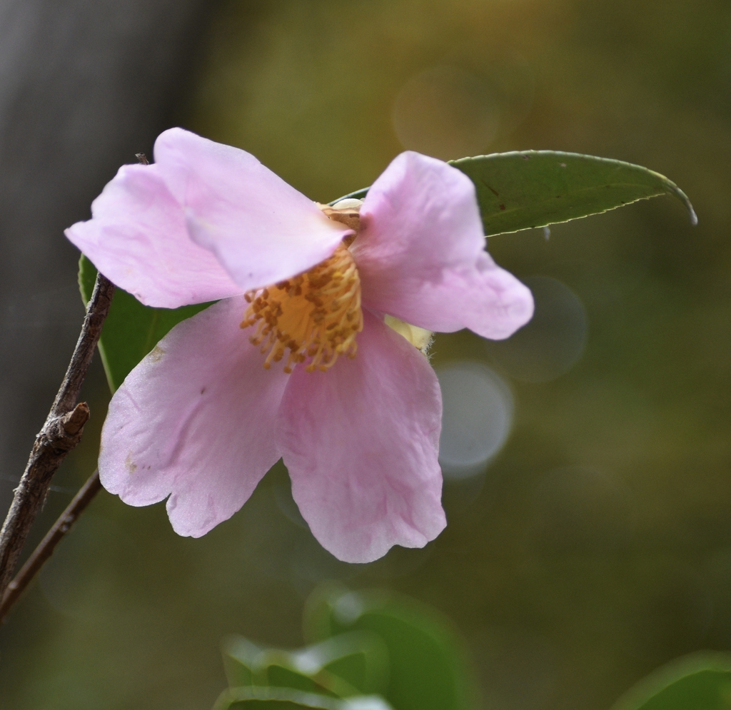 Single pink flower with many yellow stamens.