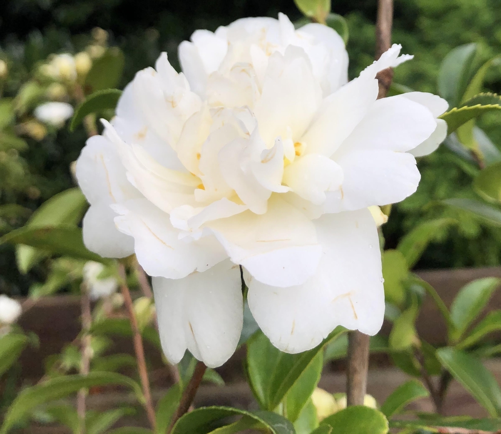 Camellia 'Snow Flurry'