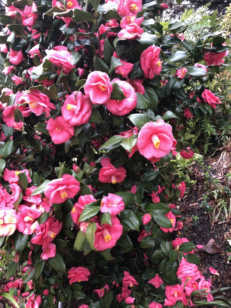 Camellia - Flowers - March 17 -Wake County