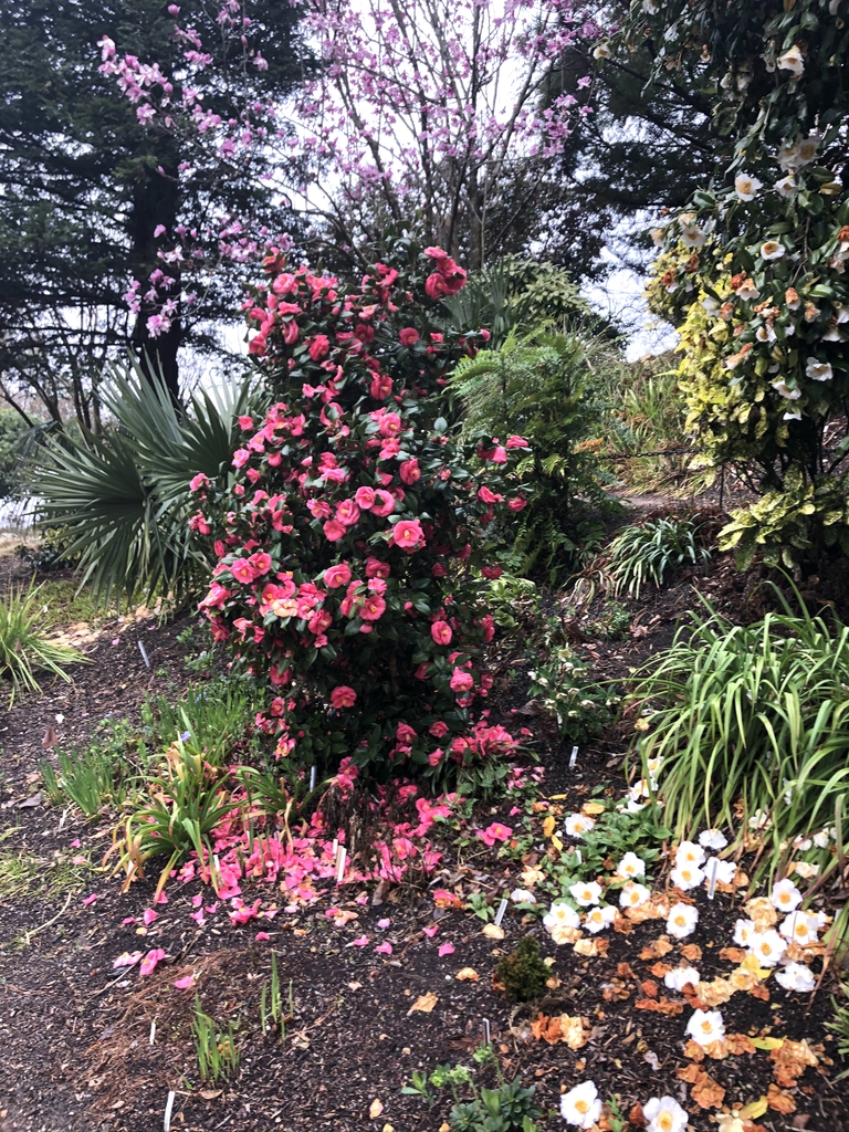 Camellia - Flowers - March 17 -Wake County